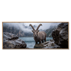 Ibex of Oeschinen