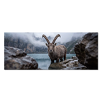 Ibex of Oeschinen