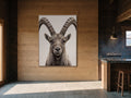 The Ibex Regent