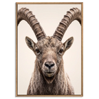 The Ibex Regent