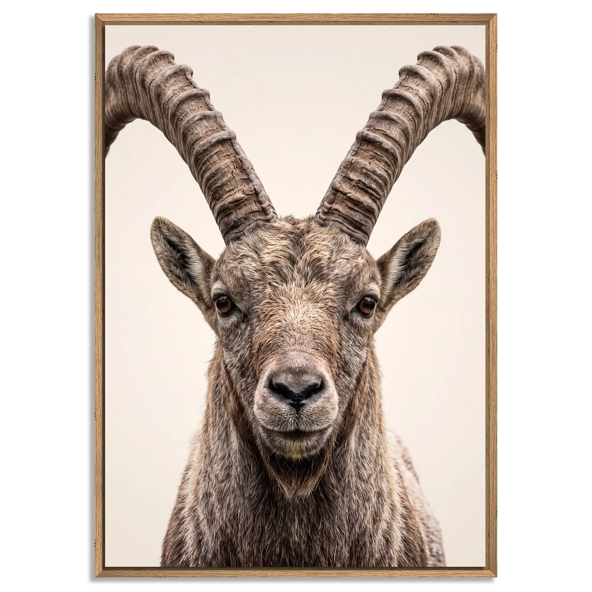 The Ibex Regent