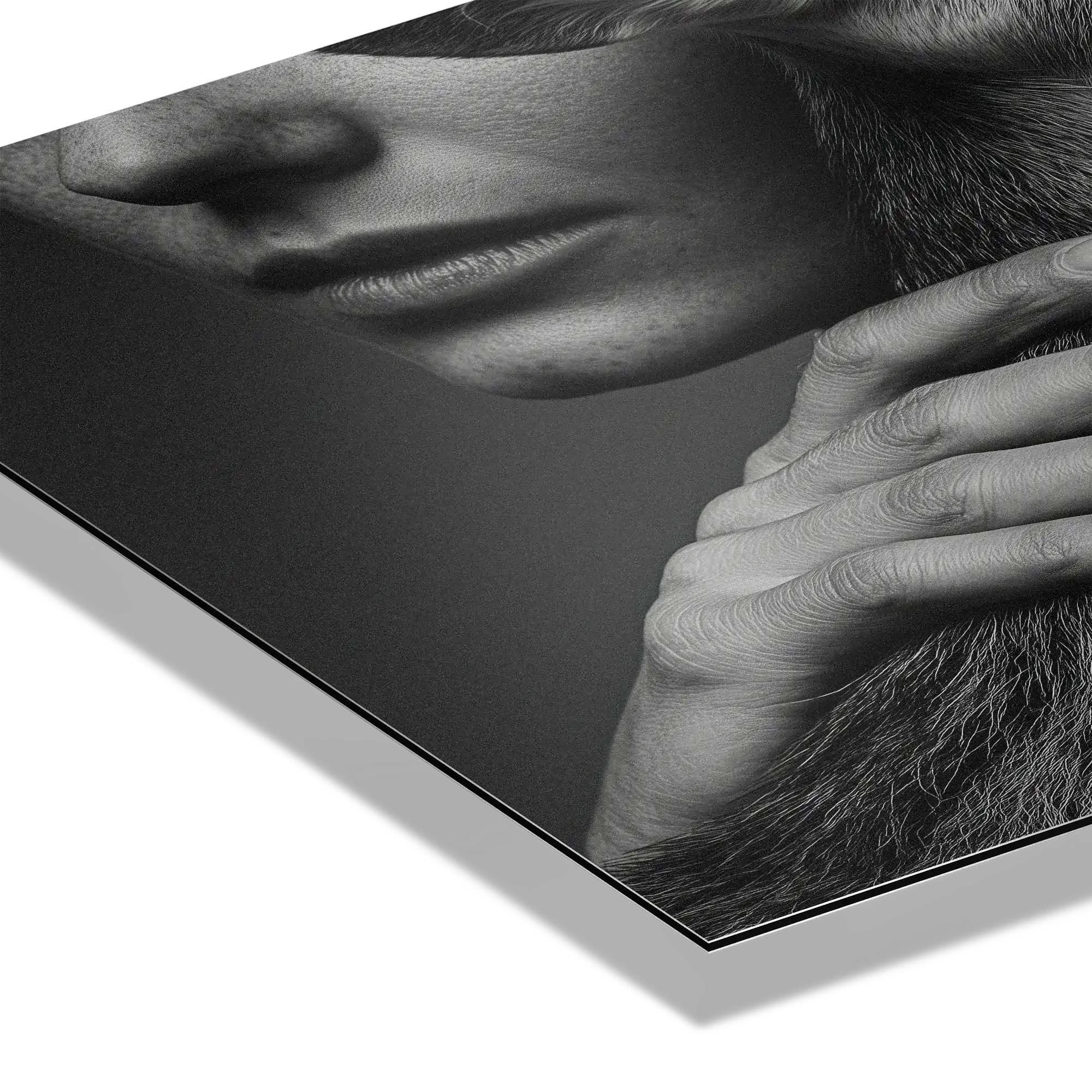 Intimacy with an Alpine Deer – Alu-Dibond wall art showcasing a human hand gently touching deer fur.
