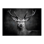 Limited Alpine Animal Posters – 70×100 cm featuring a striking black and white portrait of a majestic stag.