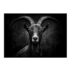 Limited Alpine Animal Posters – 70×100 cm featuring a striking black and white portrait of a goat.