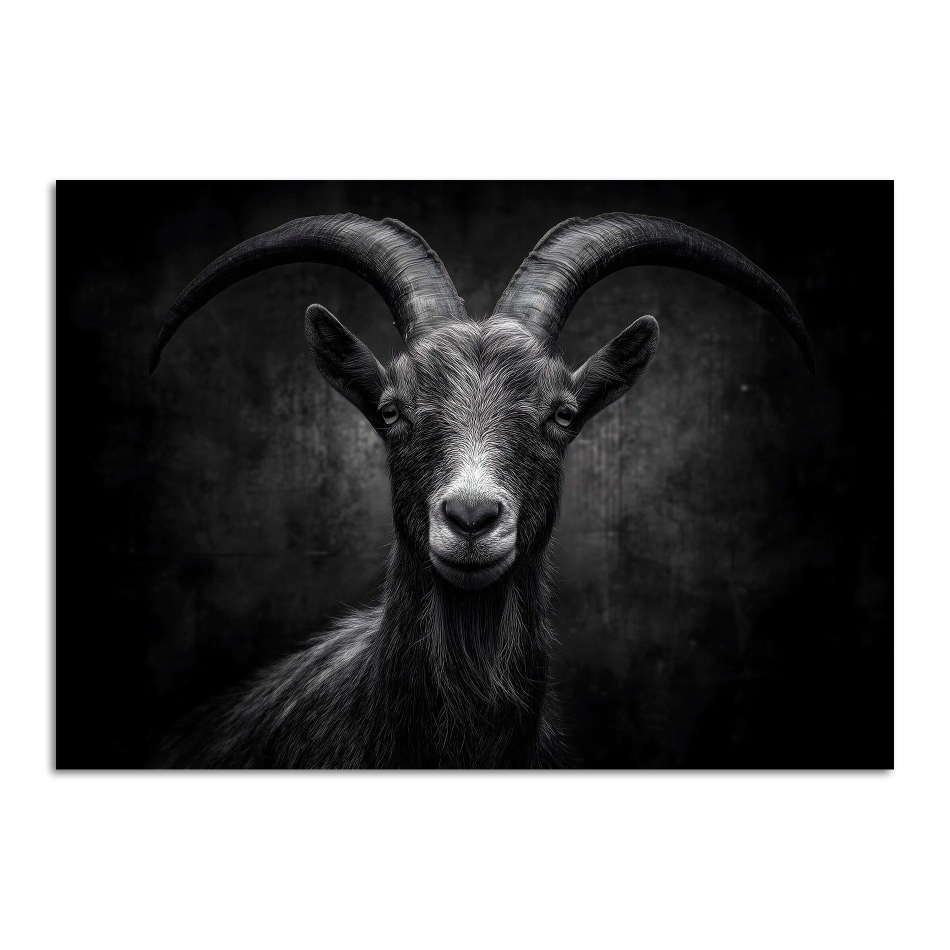 Limited Alpine Animal Posters – 70×100 cm featuring a striking black and white portrait of a goat.