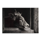 Limited Alpine Animal Posters – 70×100 cm featuring a detailed portrait of a cow looking out of a rustic window.