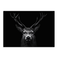 Limited Alpine Animal Posters – 70×100 cm featuring a striking black and white portrait of a stag.