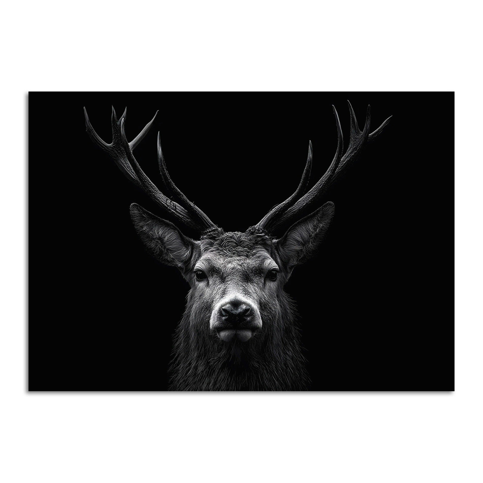 Limited Alpine Animal Posters – 70×100 cm featuring a striking black and white portrait of a stag.