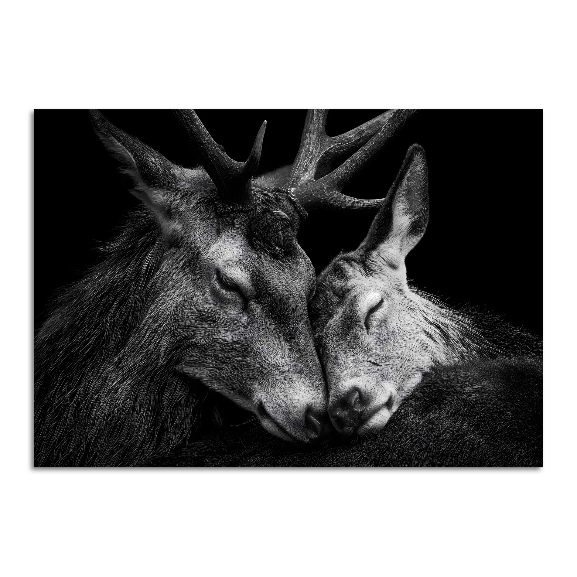 Limited Alpine Animal Posters – 70×100 cm featuring two deer sleeping closely together in a striking black and white design.