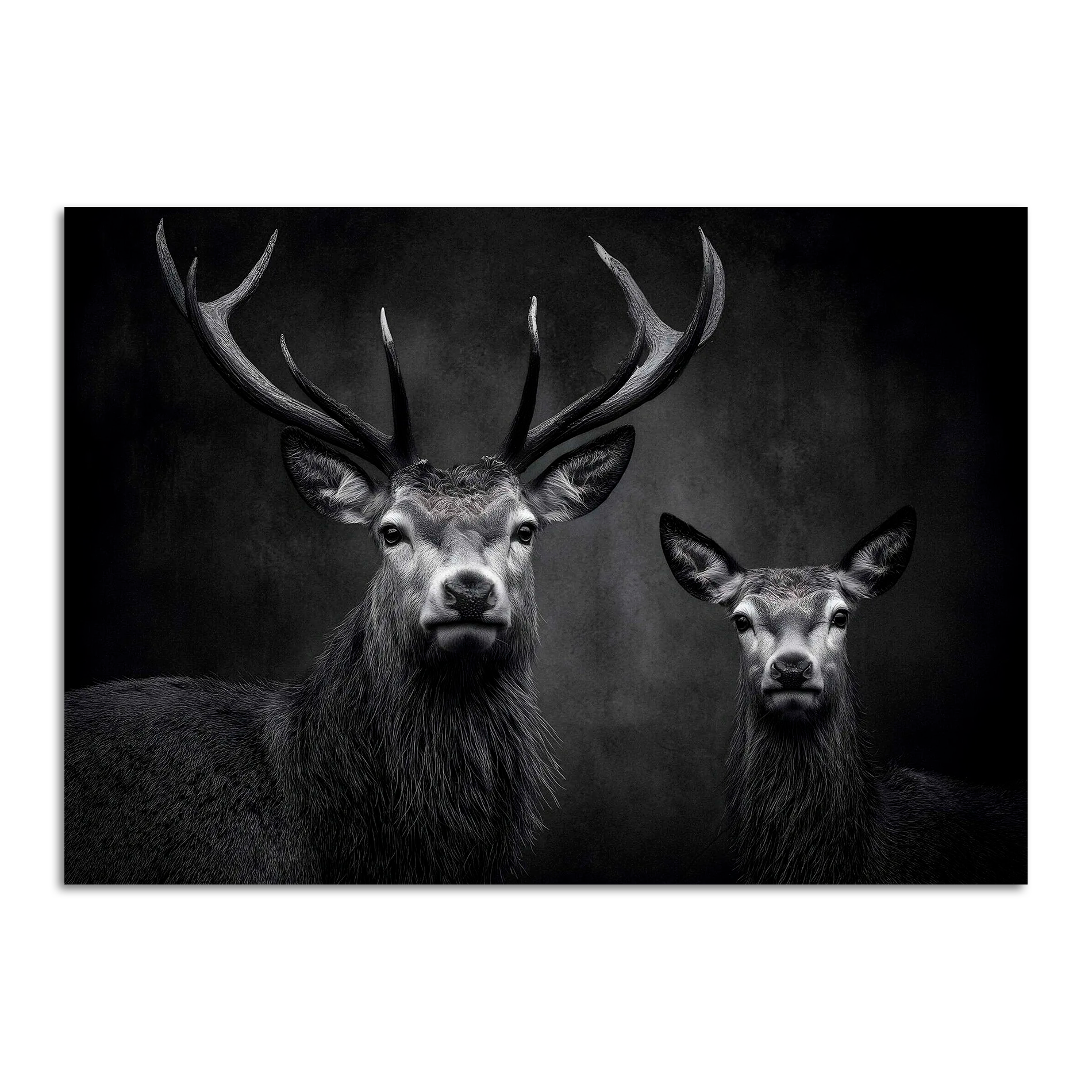 Limited Alpine Animal Posters – 70×100 cm featuring a majestic stag and doe in a dramatic black and white setting.