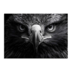Limited Alpine Animal Posters – 70×100 cm featuring a striking black and white eagle portrait.