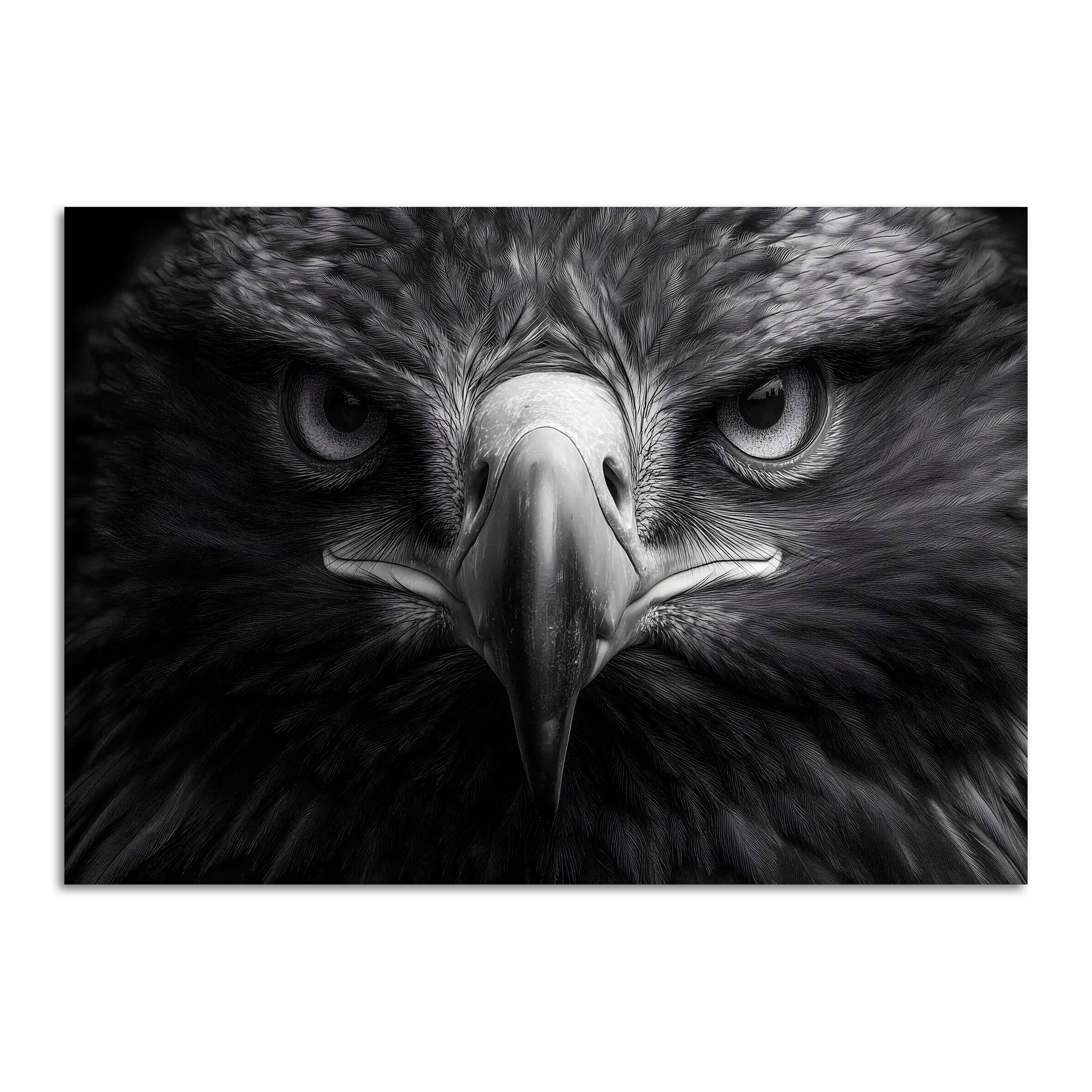 Limited Alpine Animal Posters – 70×100 cm featuring a striking black and white eagle portrait.
