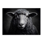 Limited Alpine Animal Posters – 70×100 cm featuring a detailed portrait of a sheep.