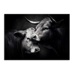 Limited Alpine Animal Posters – 70×100 cm featuring two cows in a dramatic black and white composition.