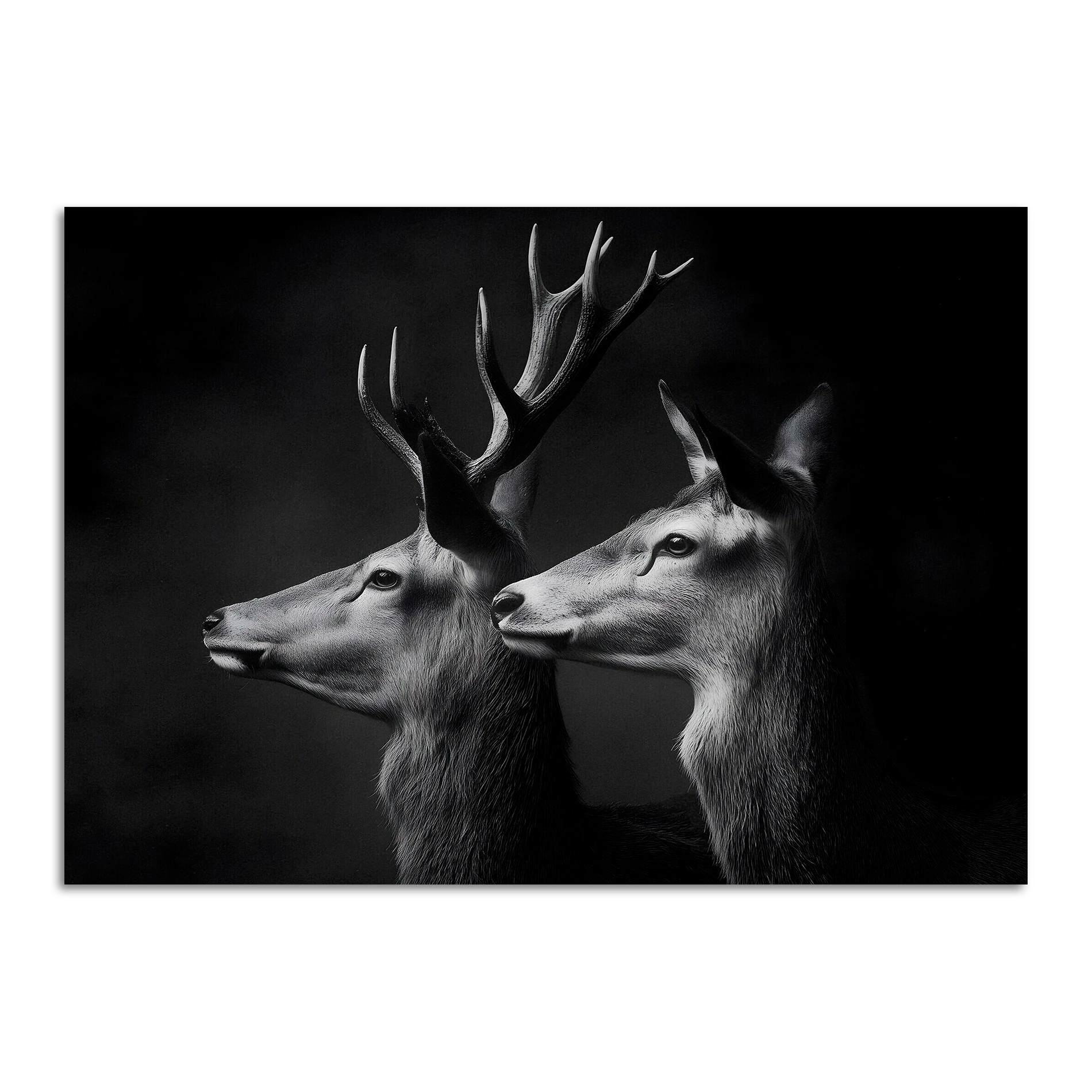 Limited Alpine Animal Posters – 70×100 cm featuring a striking black-and-white portrait of two deer heads.