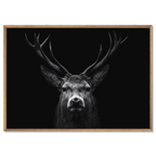 Majesty of a deer - Alu-Dibond wall art featuring a stag's noble presence against a dark background.