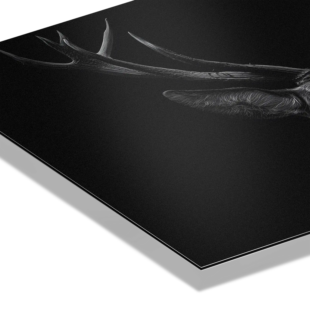 Majesty of a deer - Alu-Dibond wall art showcasing the intricate antlers and texture against a dark background.