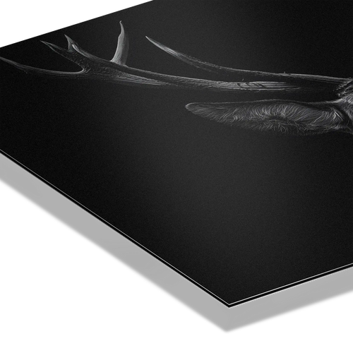 Majesty of a deer - Alu-Dibond wall art showcasing the intricate antlers and texture against a dark background.