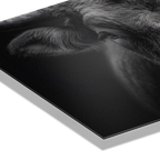 Presence of a bull - Alu-Dibond wall art showcasing the detailed texture of a mountain bull's horns.