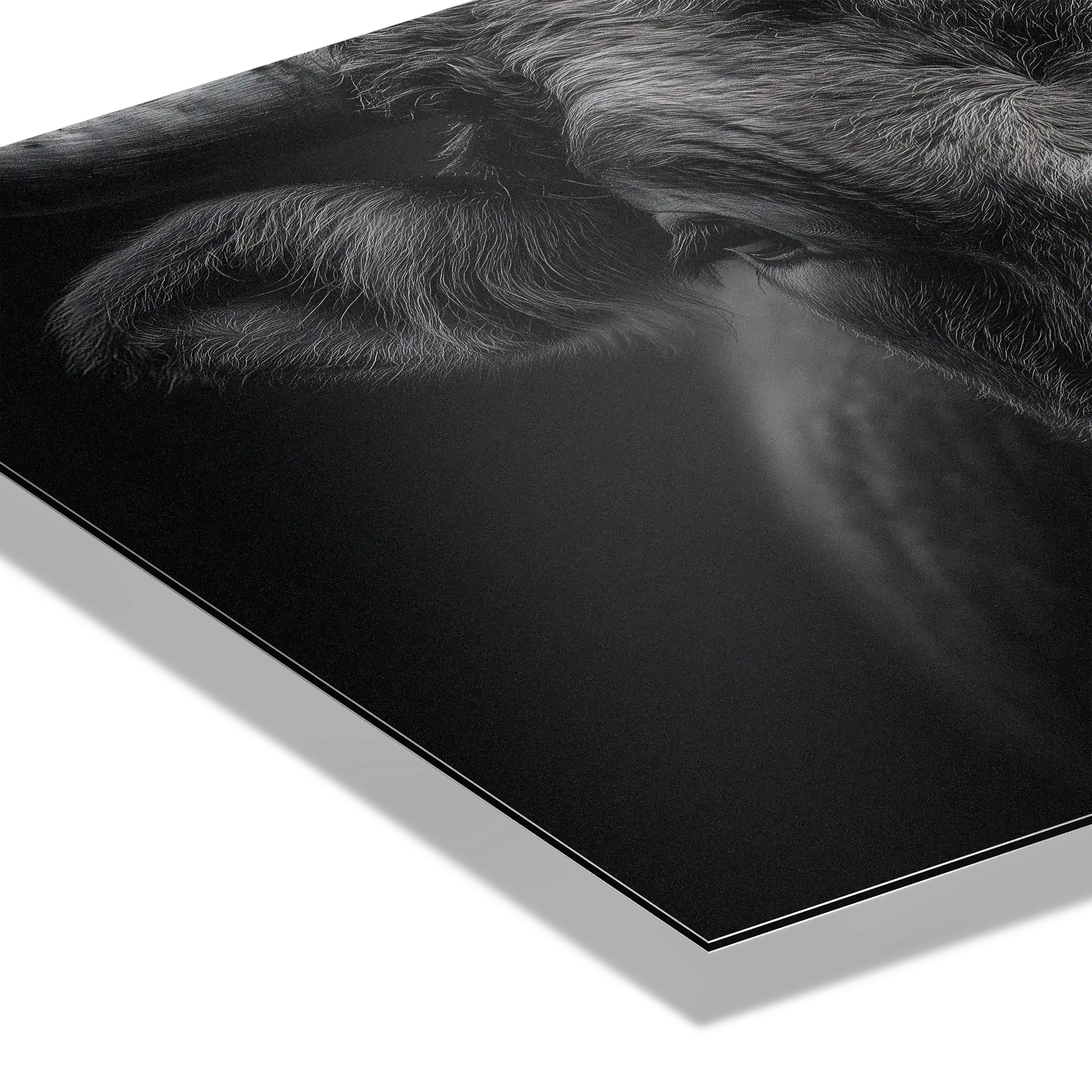 Presence of a bull - Alu-Dibond wall art showcasing the detailed texture of a mountain bull's horns.