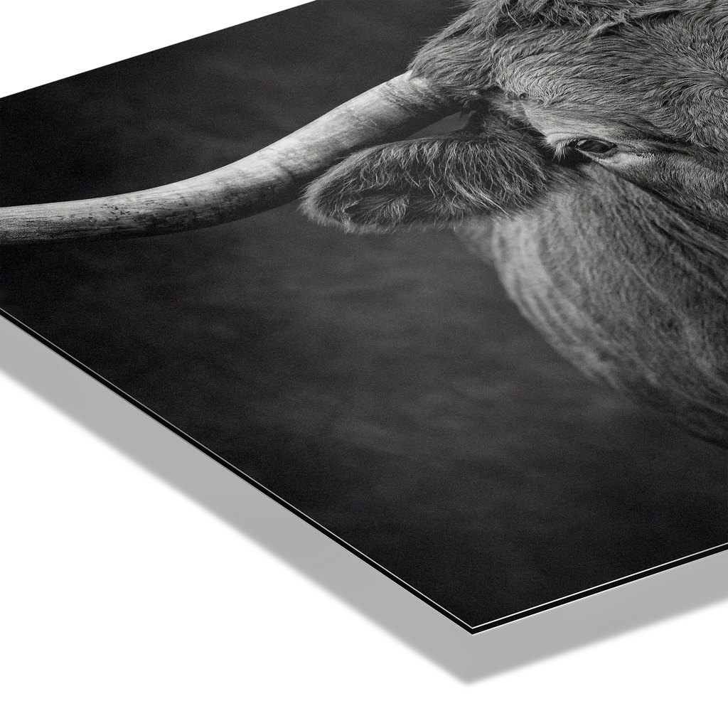 Presence of a Cow artwork detail showcasing the serene gaze and textures of Swiss cow's profile.