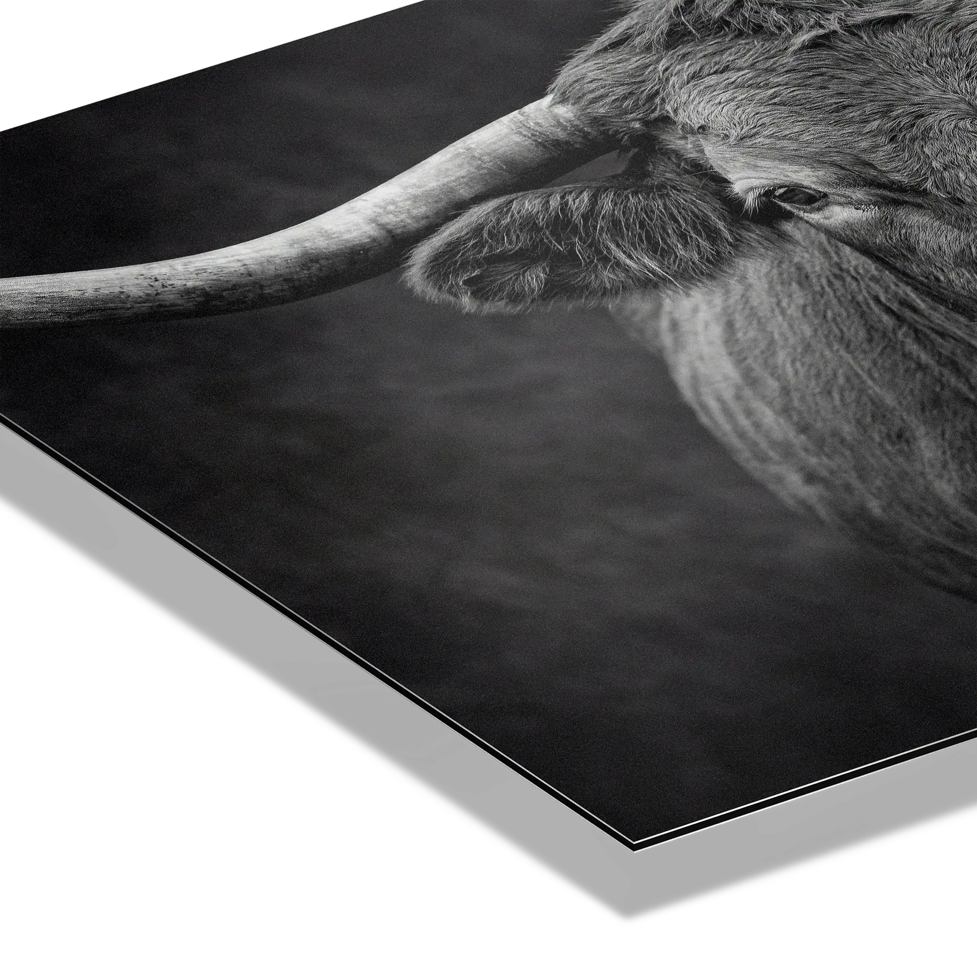 Presence of a Cow artwork detail showcasing the serene gaze and textures of Swiss cow's profile.