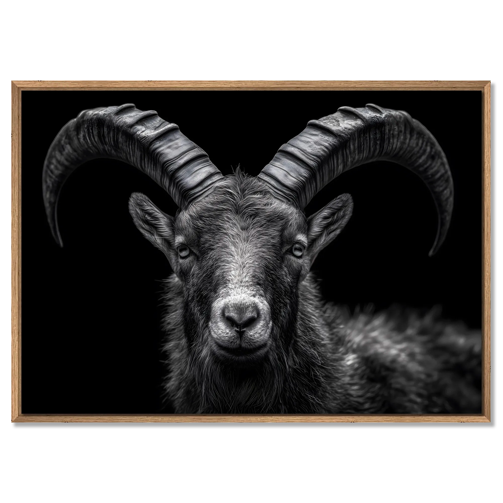 Pride of an alpine ibex - Alu-Dibond wall art with detailed horns and intense eyes on a matte background.