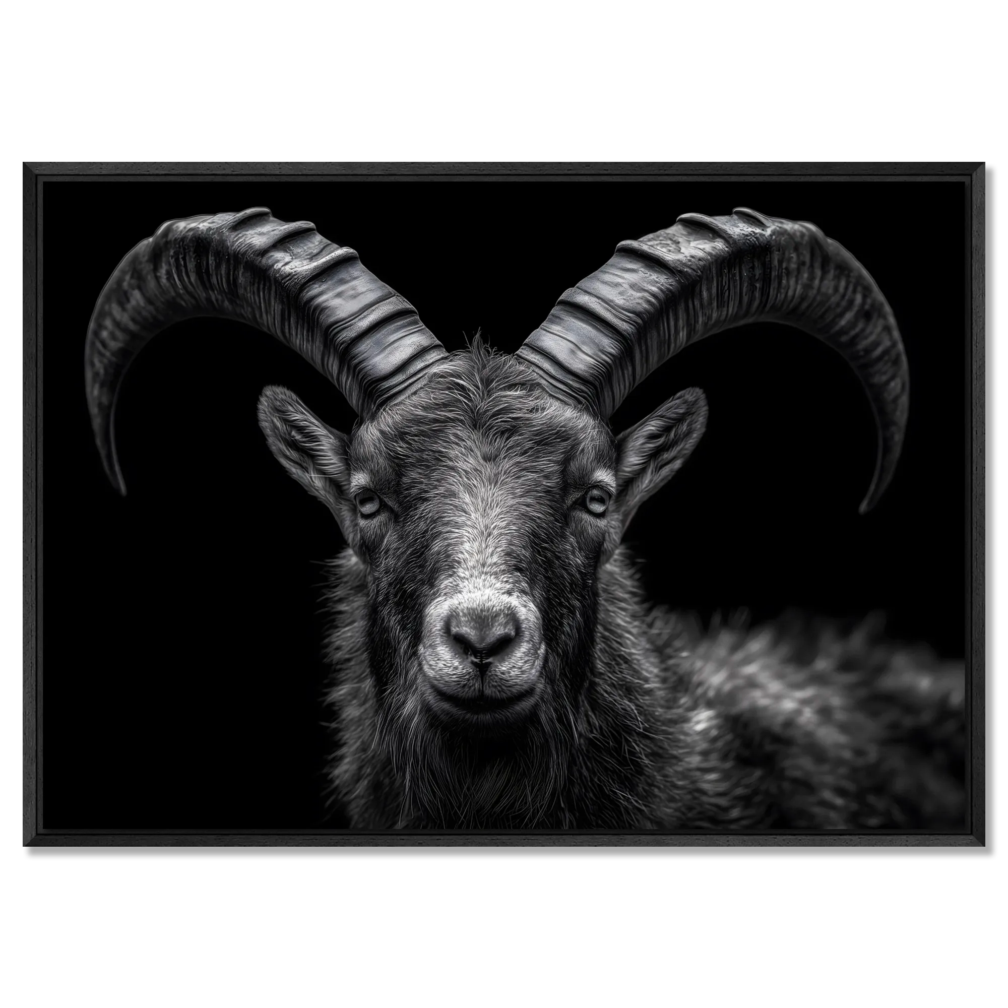 Pride of an alpine ibex - Alu-Dibond wall art showcasing the detailed features of an alpine ibex with striking horns.