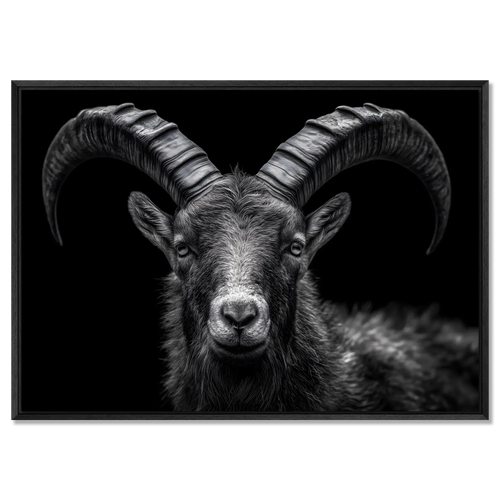 Pride of an alpine ibex - Alu-Dibond wall art showcasing the detailed features of an alpine ibex with striking horns.