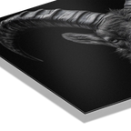Pride of an alpine ibex - Alu-Dibond wall art featuring intricate detail of ibex horns on premium material.