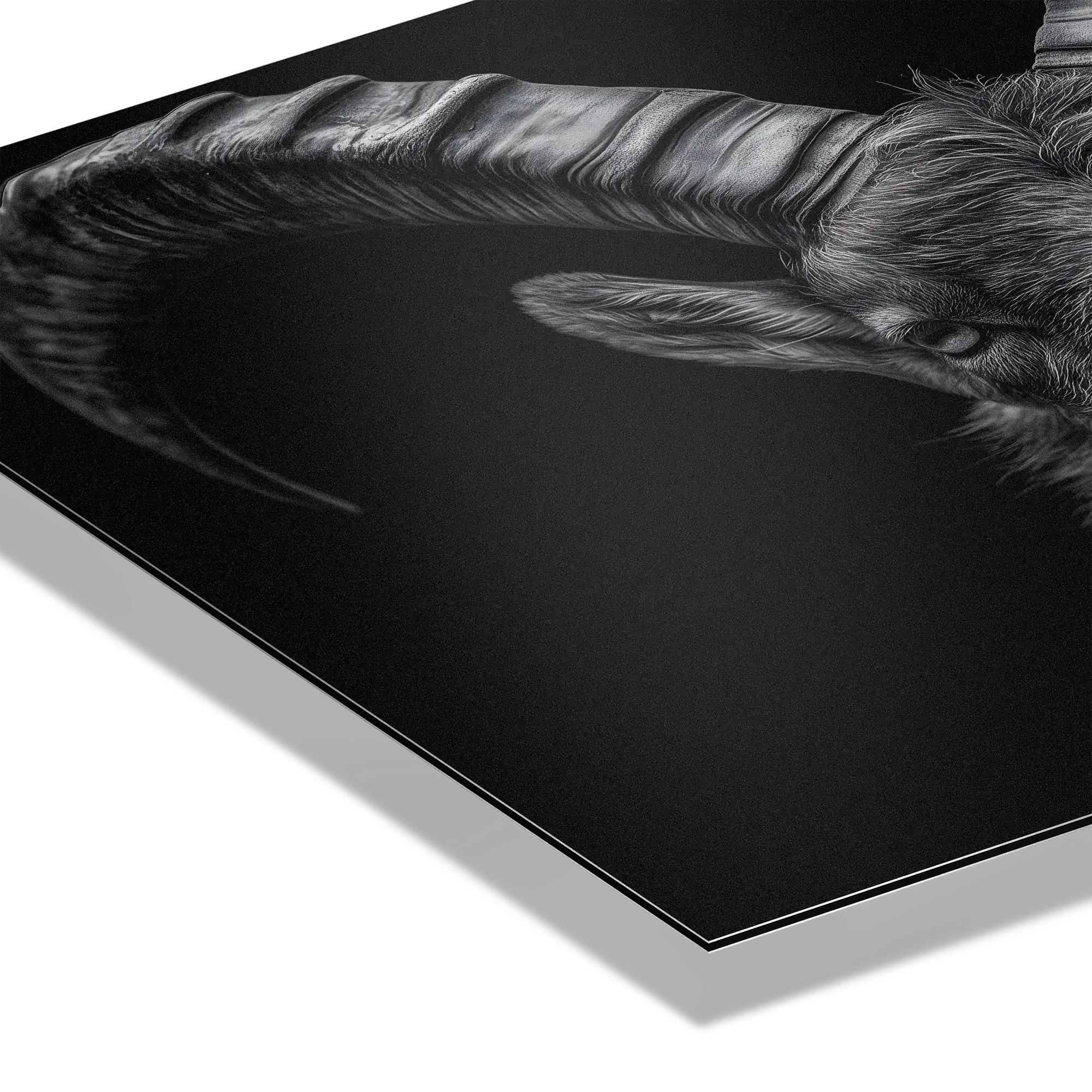 Pride of an alpine ibex - Alu-Dibond wall art featuring intricate detail of ibex horns on premium material.