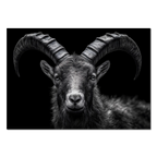 Pride of an alpine ibex - Alu-Dibond wall art featuring a detailed close-up of the ibex with majestic horns.