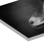 Profile of a goat - Alu-Dibond wall art showcasing a detailed goat's profile with fine contrast and texture.