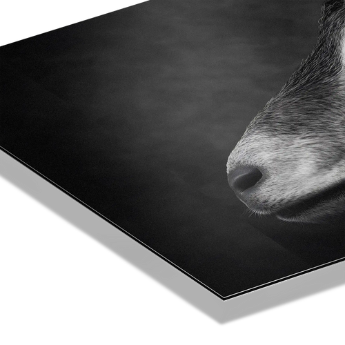 Profile of a goat - Alu-Dibond wall art showcasing a detailed goat's profile with fine contrast and texture.