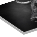 Profile of a bull - Alu-Dibond wall art showcasing the intense features and textures of a mountain bull.