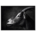 Profile of a goat - Alu-Dibond wall art showcasing a calm Alpine goat's profile in fine detail.