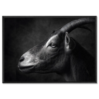 Profile of a goat - Alu-Dibond wall art showcasing a calm Alpine goat's profile in fine detail.