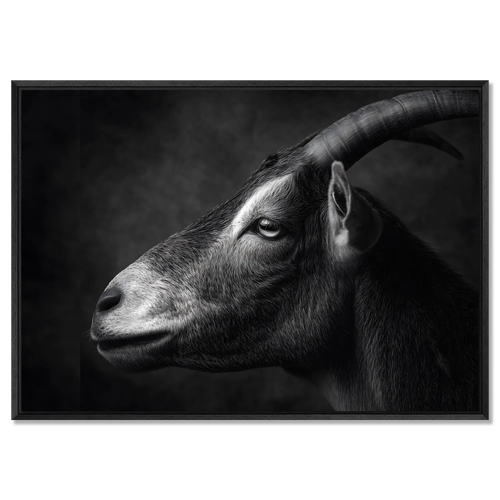 Profile of a goat - Alu-Dibond wall art showcasing a calm Alpine goat's profile in fine detail.
