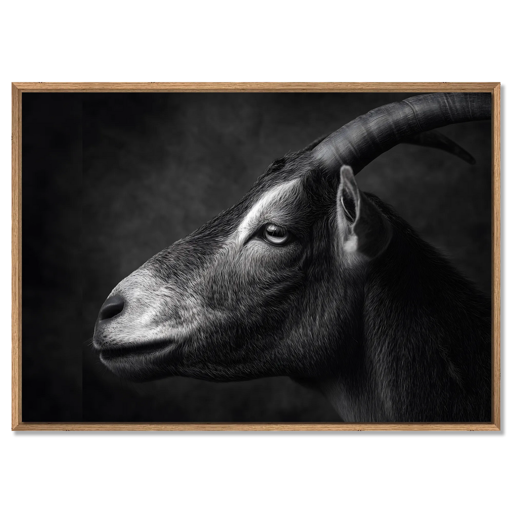 Profile of a goat - Alu-Dibond wall art showcasing the calm profile of an alpine goat in fine art quality.