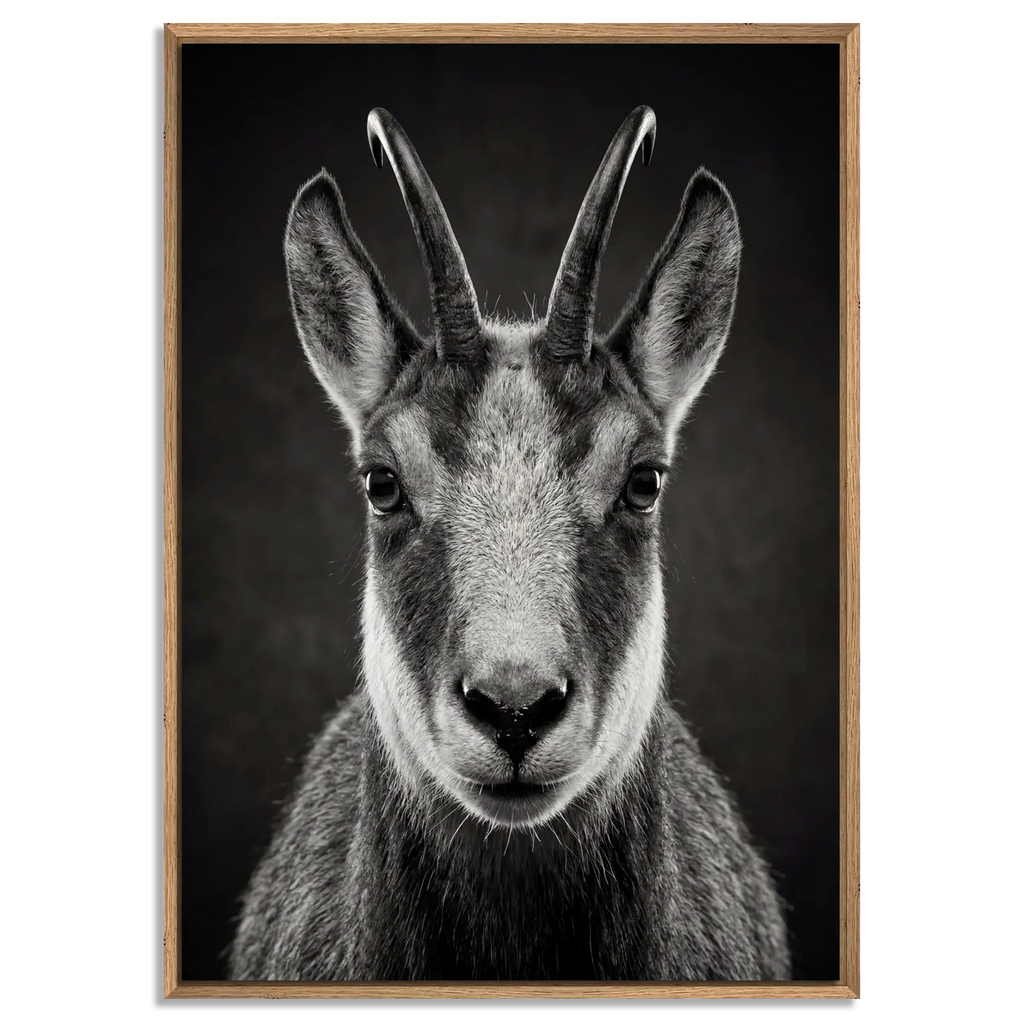 Serenity of a Chamois artwork featuring a close-up of an Alpine chamois in a floater frame with natural oak.