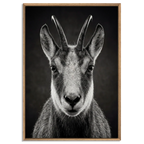 Serenity of a Chamois artwork featuring a close-up of an Alpine chamois in a floater frame with natural oak.