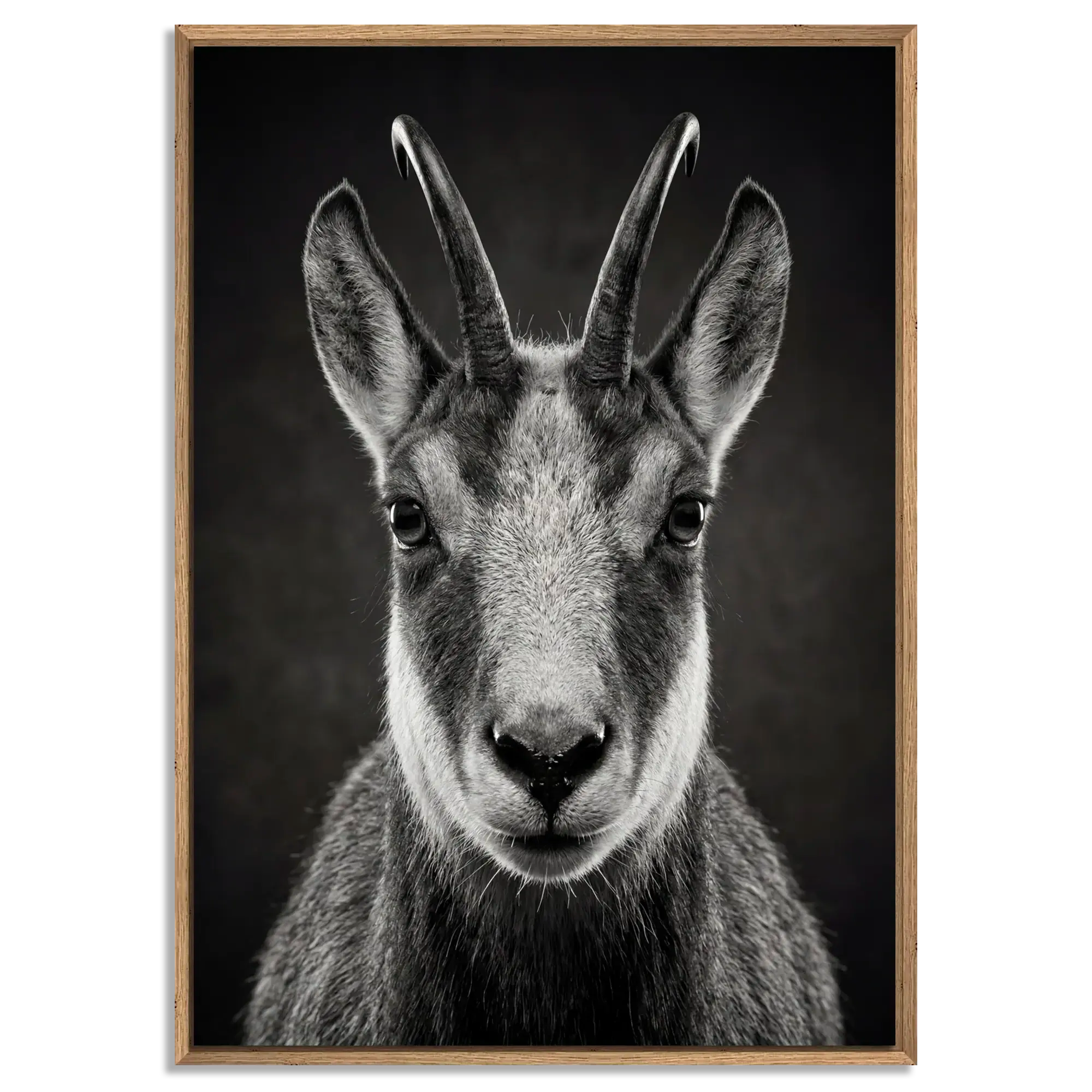 Serenity of a Chamois artwork featuring a close-up of an Alpine chamois in a floater frame with natural oak.