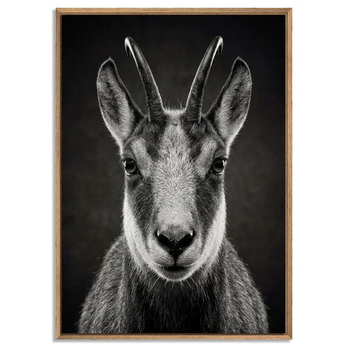 Serenity of a Chamois artwork featuring a close-up of an Alpine chamois in a floater frame with natural oak.