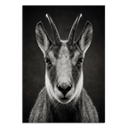 Serenity of a Chamois - Alpine Wall Art featuring a detailed portrait of an Alpine chamois with striking horns.