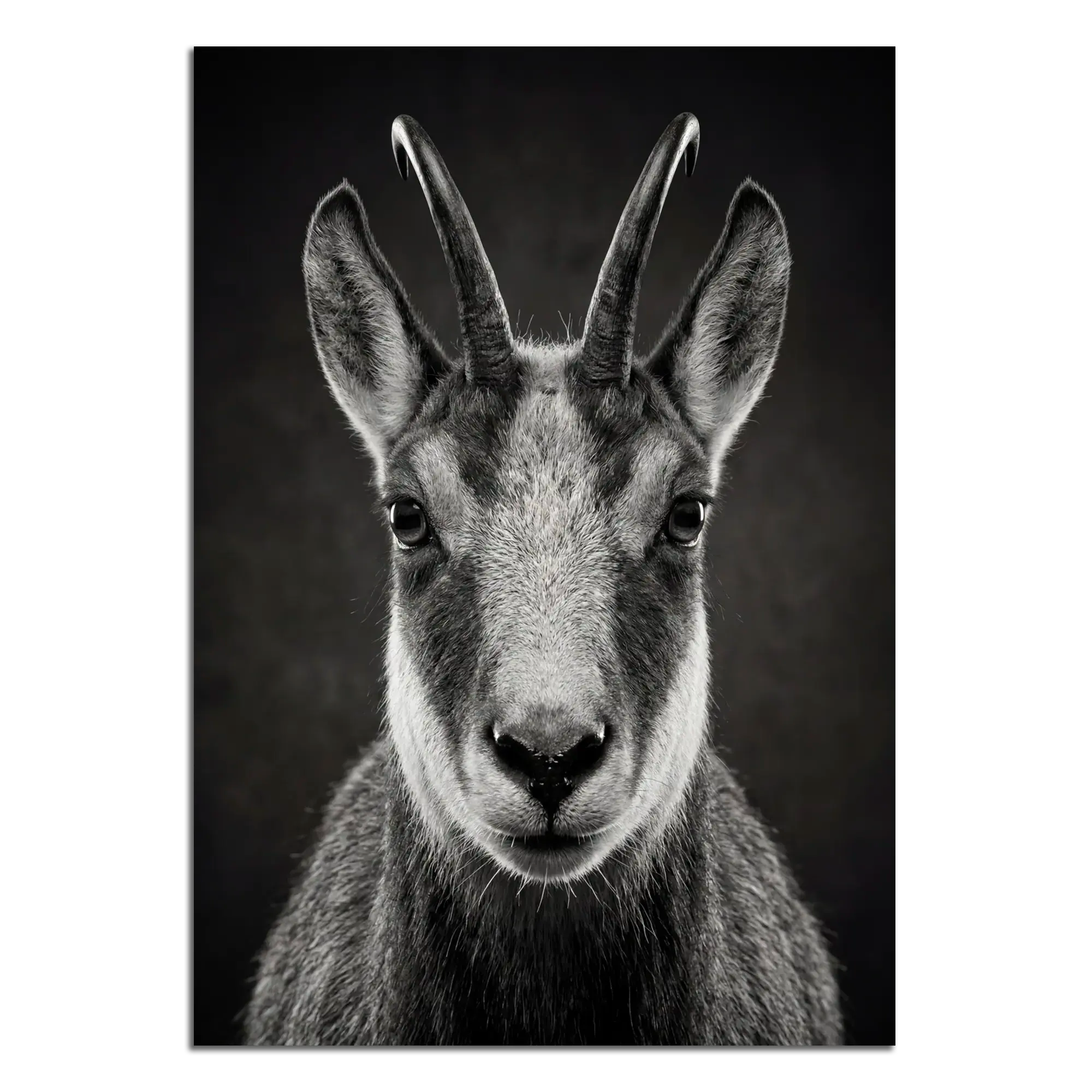 Serenity of a Chamois - Alpine Wall Art featuring a detailed portrait of an Alpine chamois with striking horns.