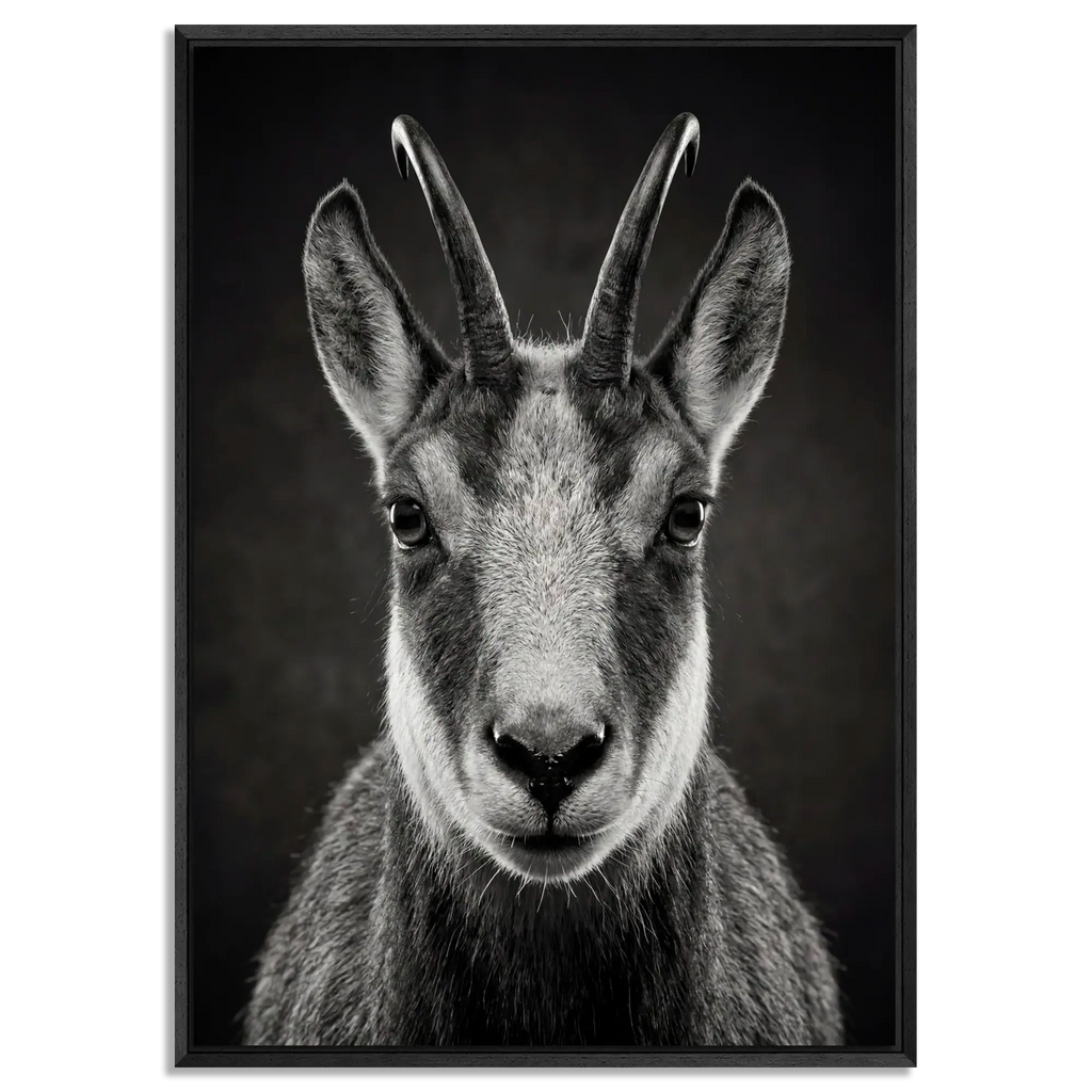 Serenity of a Chamois artwork featuring Alpine chamois in black floater frame, showcasing agility and the spirit of the Swiss Alps.