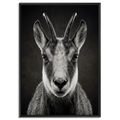 Serenity of a Chamois artwork featuring Alpine chamois in black floater frame, showcasing agility and the spirit of the Swiss Alps.