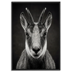 Serenity of a Chamois artwork featuring Alpine chamois in black floater frame, showcasing agility and the spirit of the Swiss Alps.