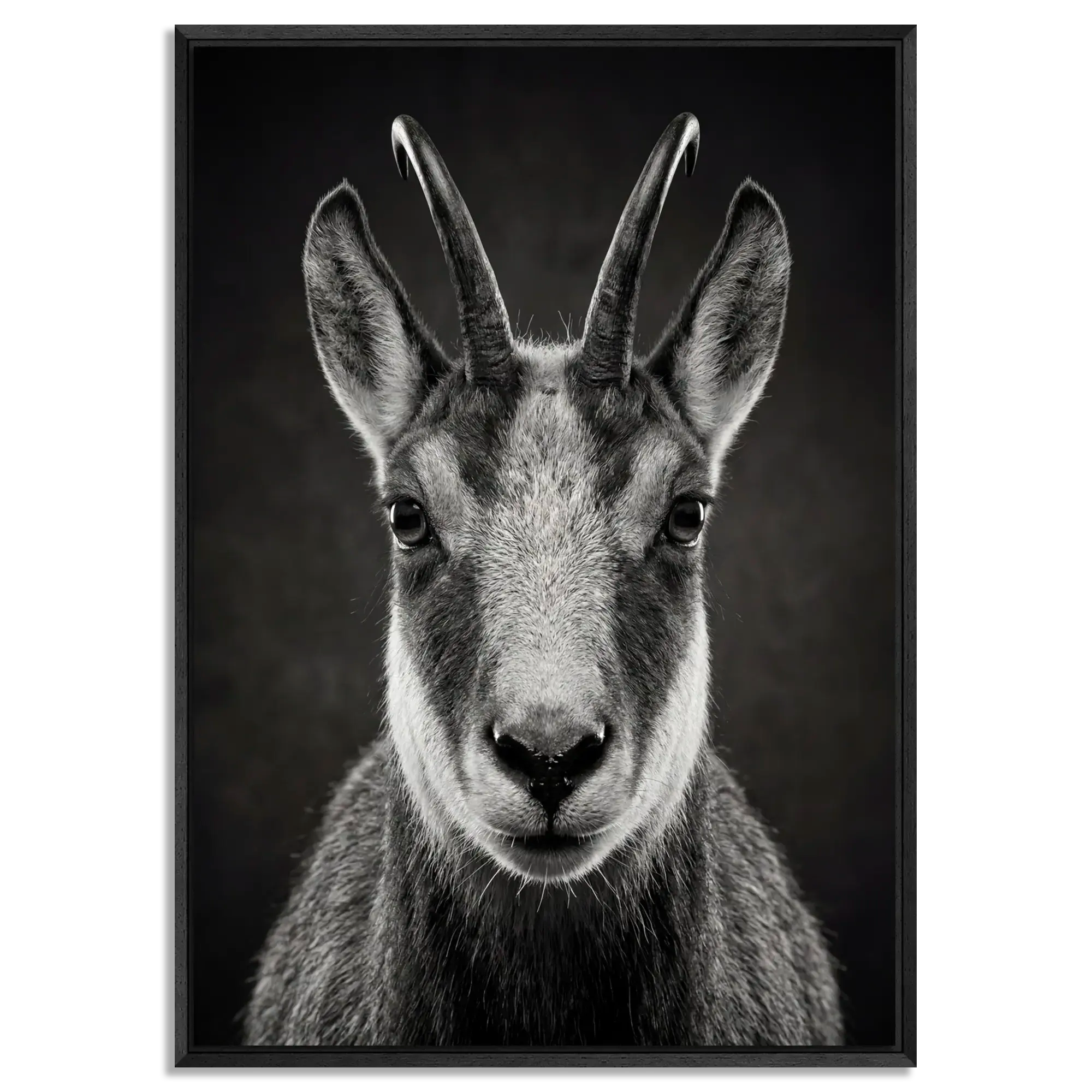 Serenity of a Chamois artwork featuring Alpine chamois in black floater frame, showcasing agility and the spirit of the Swiss Alps.