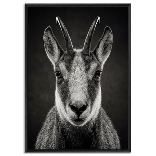 Serenity of a Chamois artwork featuring Alpine chamois in black floater frame, showcasing agility and the spirit of the Swiss Alps.